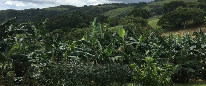 Monteverde Forest Hideaway Monteverde Forest Hideaway