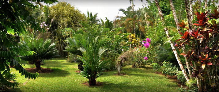 Jardin hôtel Magella Inn Caraïbes Sud Cahuita jardin tropical Fleurs