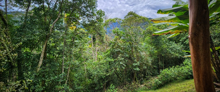 Cloud Bridge nature nature, arbre, faune, flore, vert