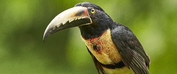 Toucan, oiseau, faune, observation