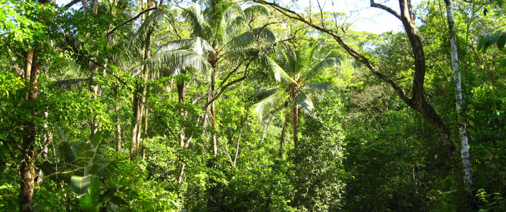 Rio Tico Safari Lodge Pacifique Sud Ojochal Costa Rica Hotel Nature