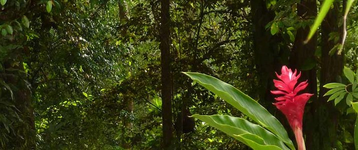 Star Moutain Jungle Lodge Star Moutain Jungle Lodge