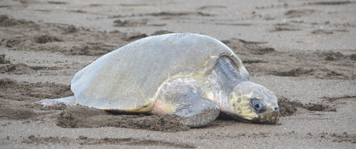 Ostional Turtle Lodge tortue