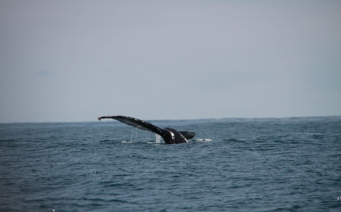 Saison des baleines juillet océan mer 