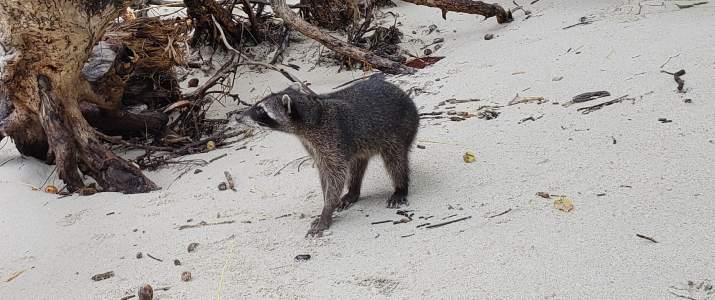 Raton laveur sur la plage de Manuel Antonio mapache raton laveur plage manuel antonio