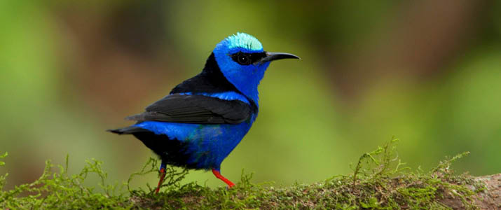 Petit oiseau bleu Petit oiseau bleu - mielero à pattes rouges