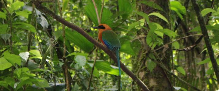 Motmot à Arenal