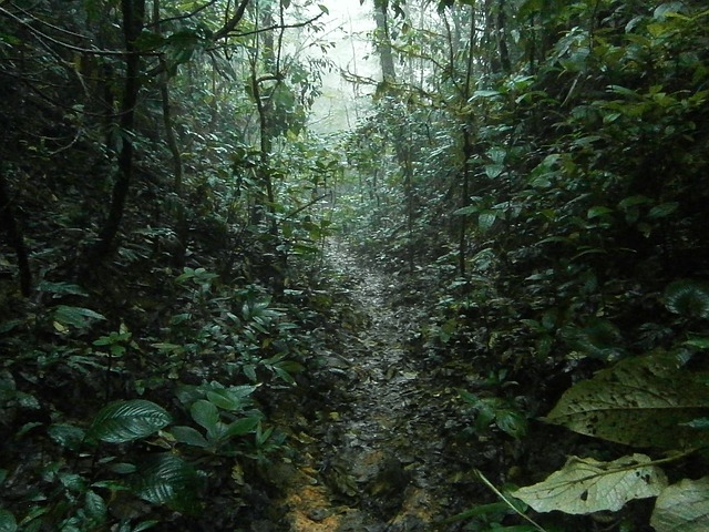 Costa Rica Saison Humide Pluie Tempête Tropicale Ouragan