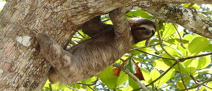 Manuel Antonio