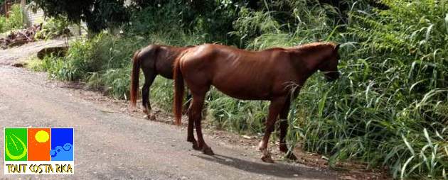 Chevaux sur une piste au Costa Rica