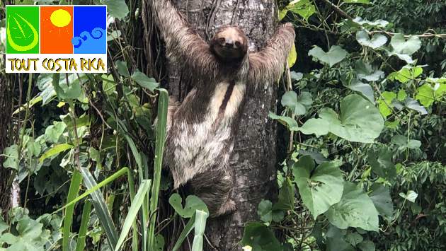 Paresseux dans un arbre